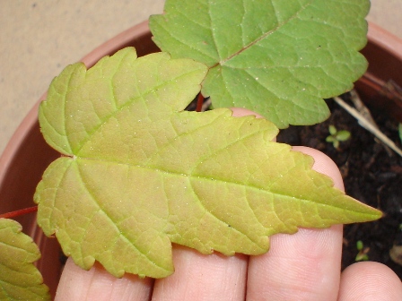 [Foto de planta, jardin, jardineria]