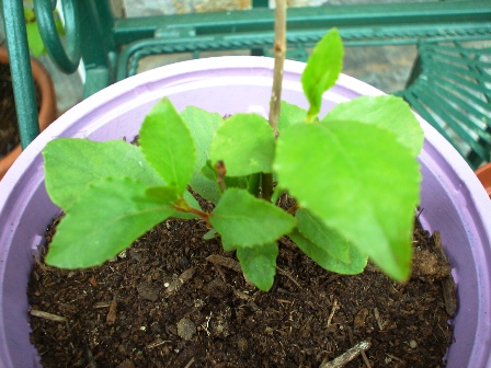 [Foto de planta, jardin, jardineria]