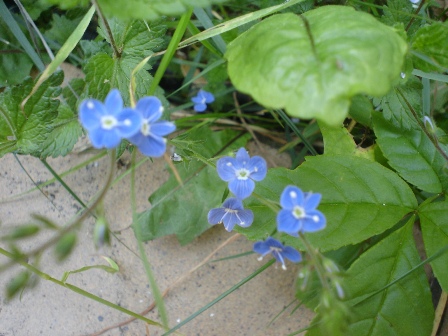 [Foto de planta, jardin, jardineria]