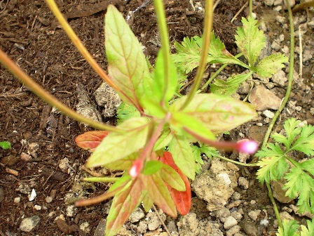 [Foto de planta, jardin, jardineria]