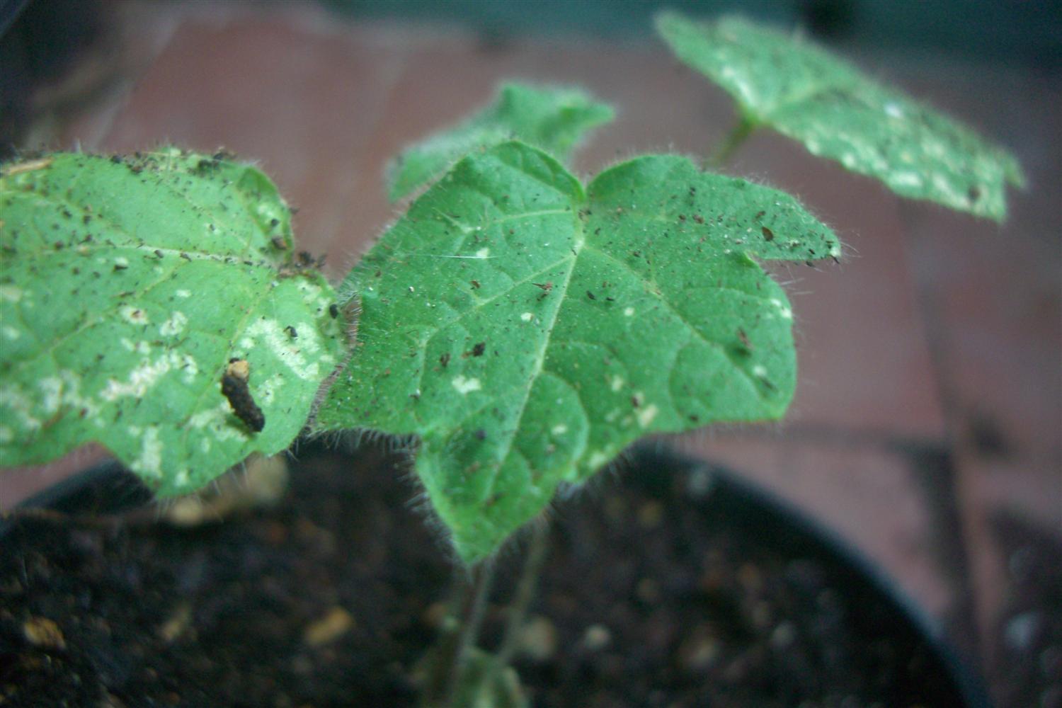 [Foto de planta, jardin, jardineria]