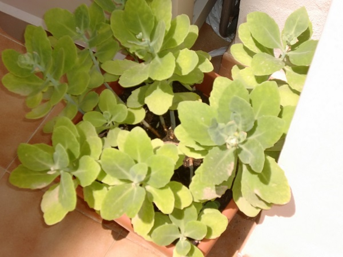 [Foto de planta, jardin, jardineria]