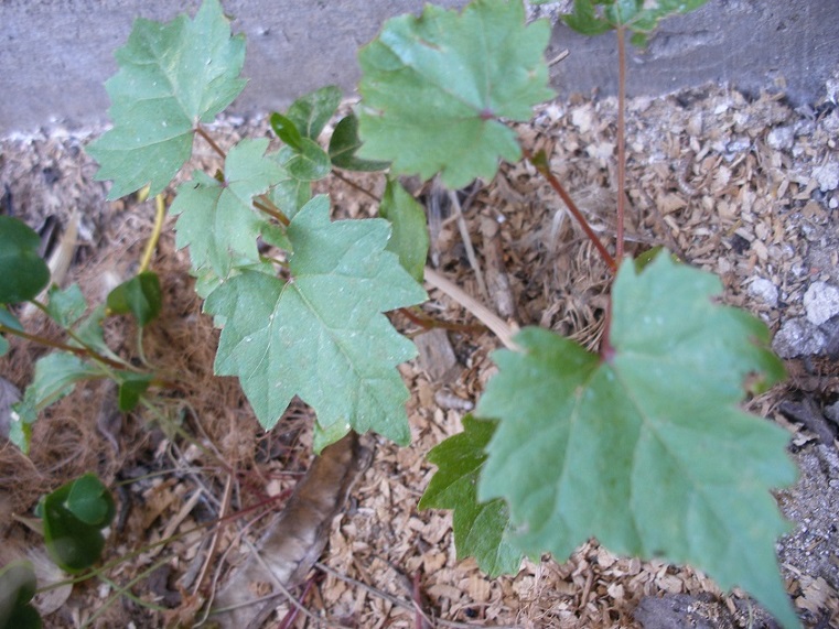 [Foto de planta, jardin, jardineria]