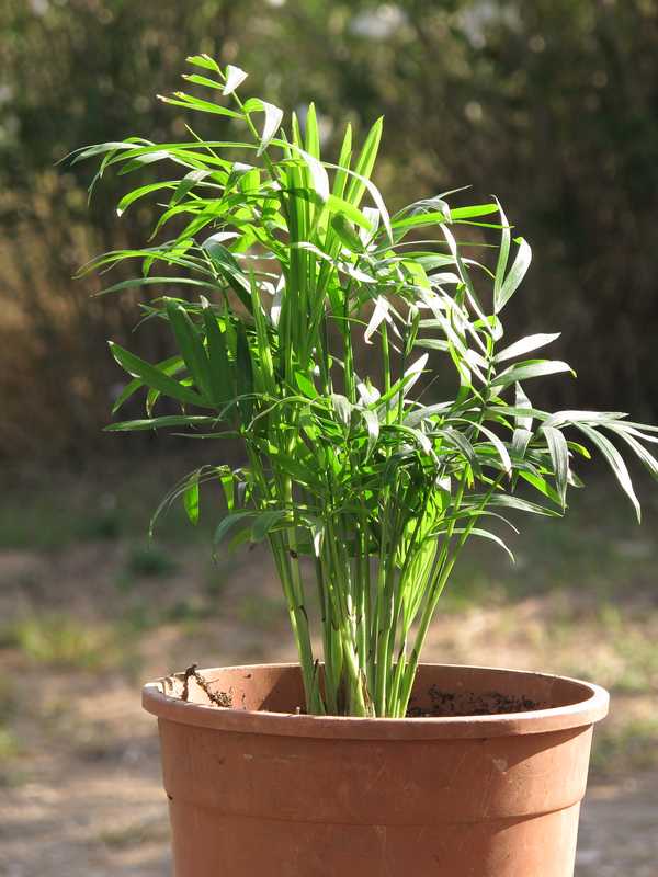 [Foto de planta, jardin, jardineria]