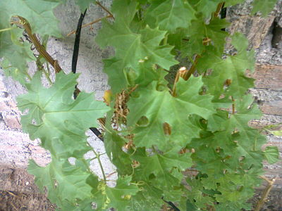 [Foto de planta, jardin, jardineria]