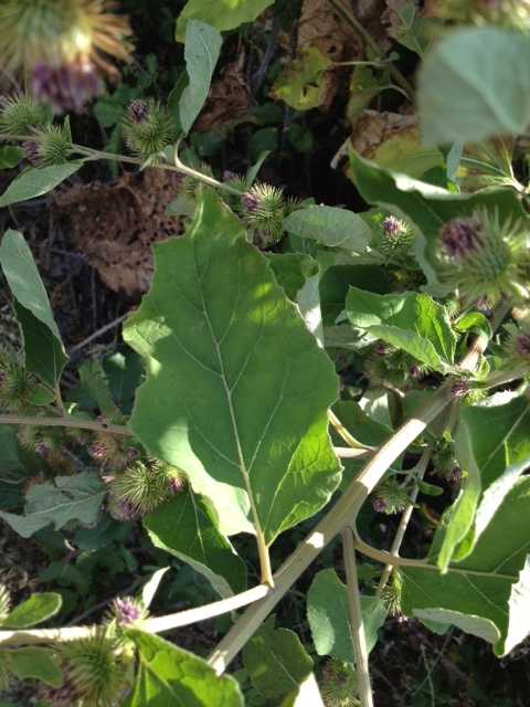 [Foto de planta, jardin, jardineria]