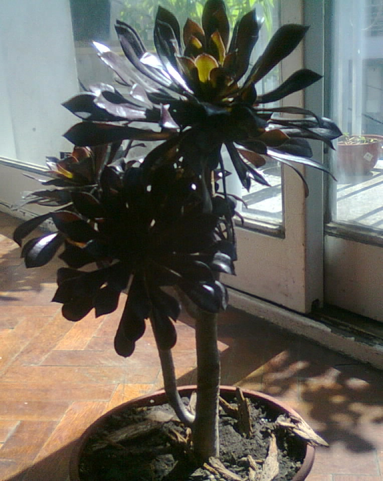 [Foto de planta, jardin, jardineria]
