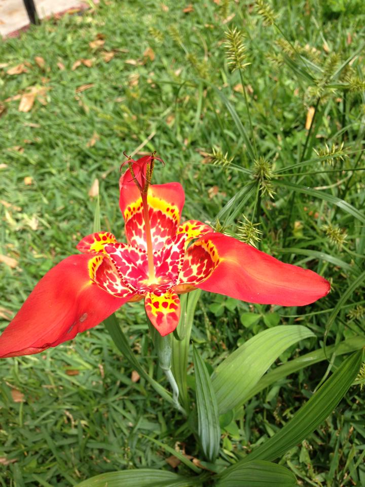[Foto de planta, jardin, jardineria]