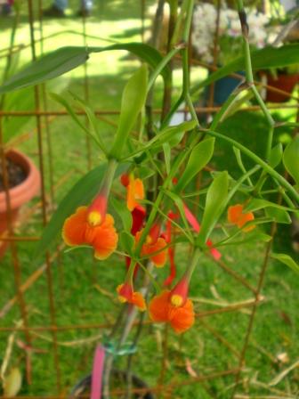 [Foto de planta, jardin, jardineria]