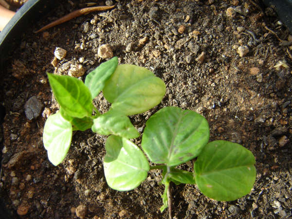 [Foto de planta, jardin, jardineria]