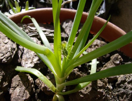 [Foto de planta, jardin, jardineria]