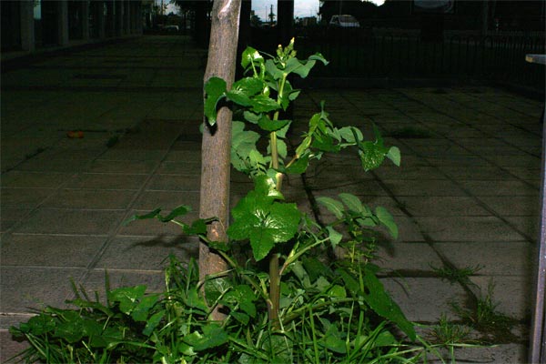 [Foto de planta, jardin, jardineria]