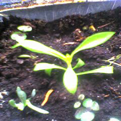 [Foto de planta, jardin, jardineria]