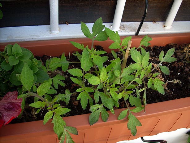 [Foto de planta, jardin, jardineria]
