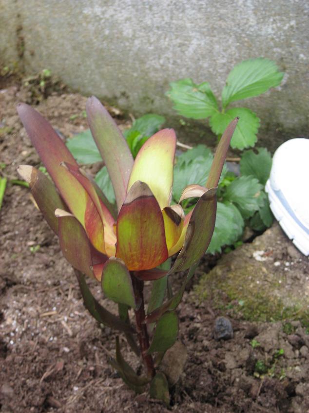 [Foto de planta, jardin, jardineria]