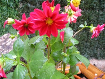 [Foto de planta, jardin, jardineria]