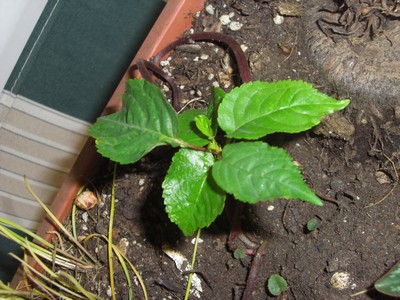 [Foto de planta, jardin, jardineria]