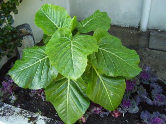 [Foto de planta, jardin, jardineria]