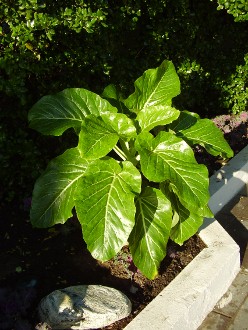 [Foto de planta, jardin, jardineria]