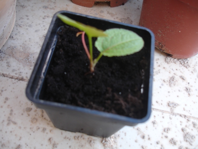 [Foto de planta, jardin, jardineria]