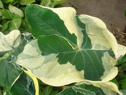 [Foto de planta, jardin, jardineria]