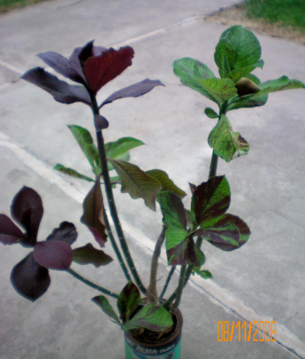 [Foto de planta, jardin, jardineria]