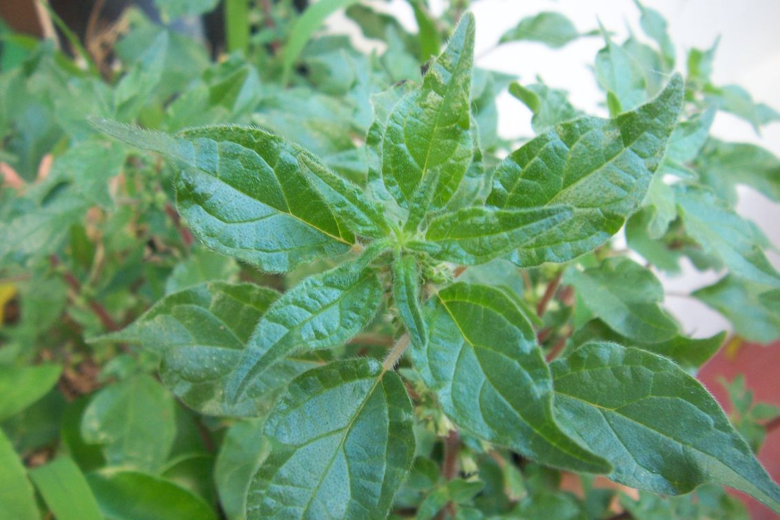 [Foto de planta, jardin, jardineria]