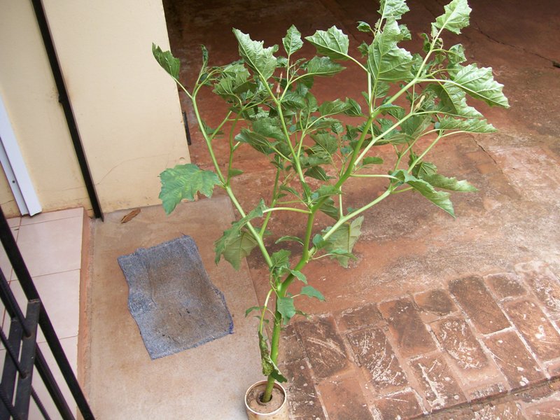 [Foto de planta, jardin, jardineria]