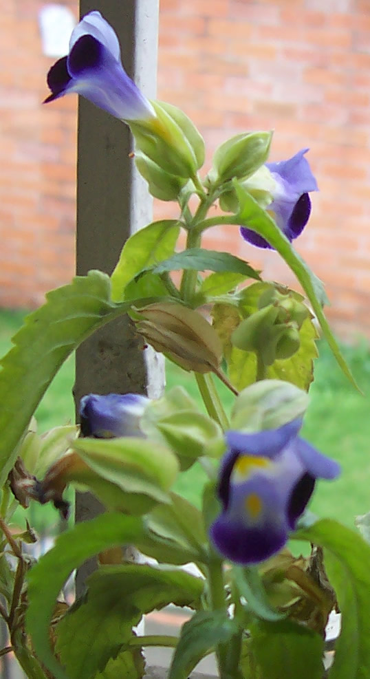 [Foto de planta, jardin, jardineria]