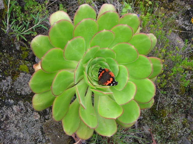 [Foto de planta, jardin, jardineria]