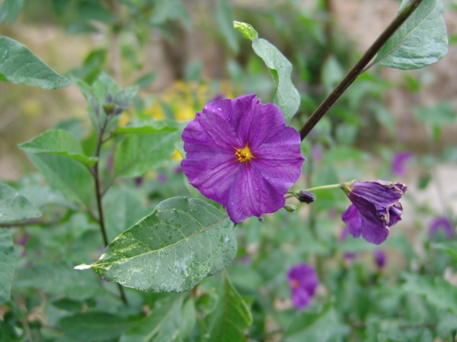 [Foto de planta, jardin, jardineria]