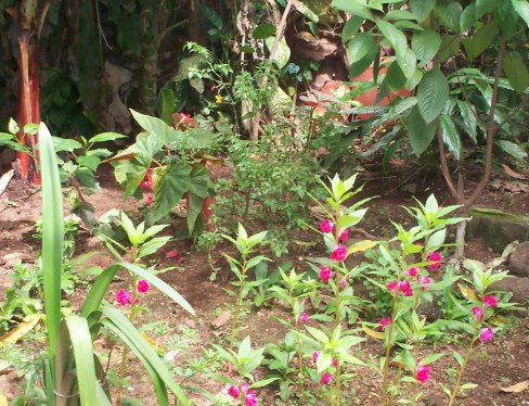 [Foto de planta, jardin, jardineria]