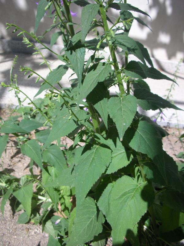 [Foto de planta, jardin, jardineria]