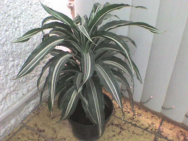 [Foto de planta, jardin, jardineria]