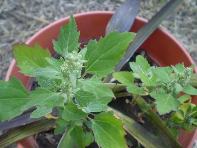 [Foto de planta, jardin, jardineria]