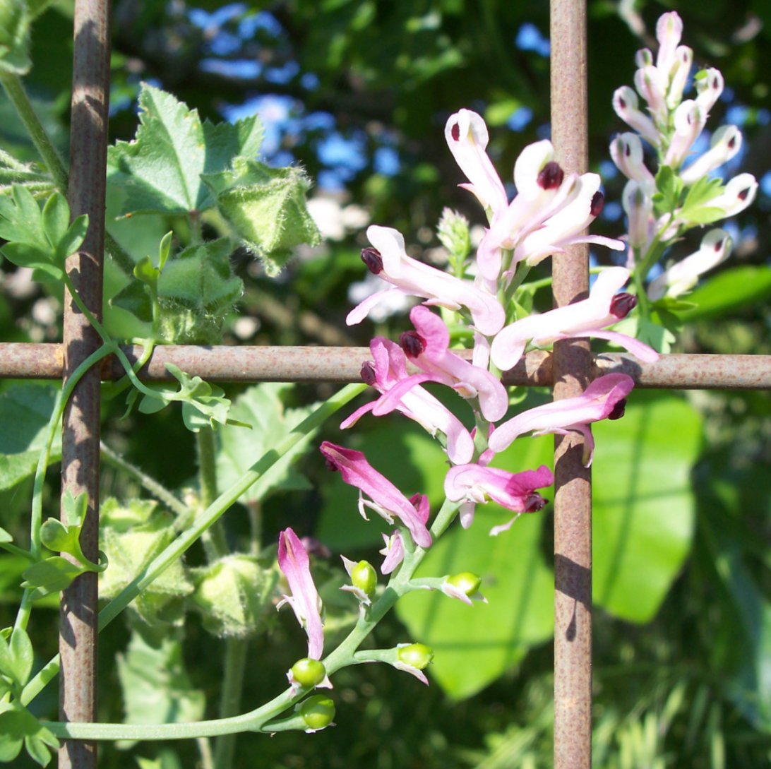 [Foto de planta, jardin, jardineria]