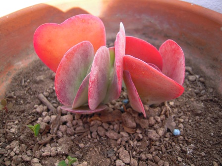 [Foto de planta, jardin, jardineria]