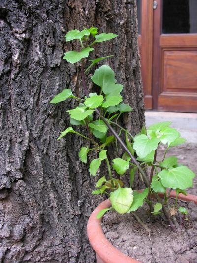 [Foto de planta, jardin, jardineria]