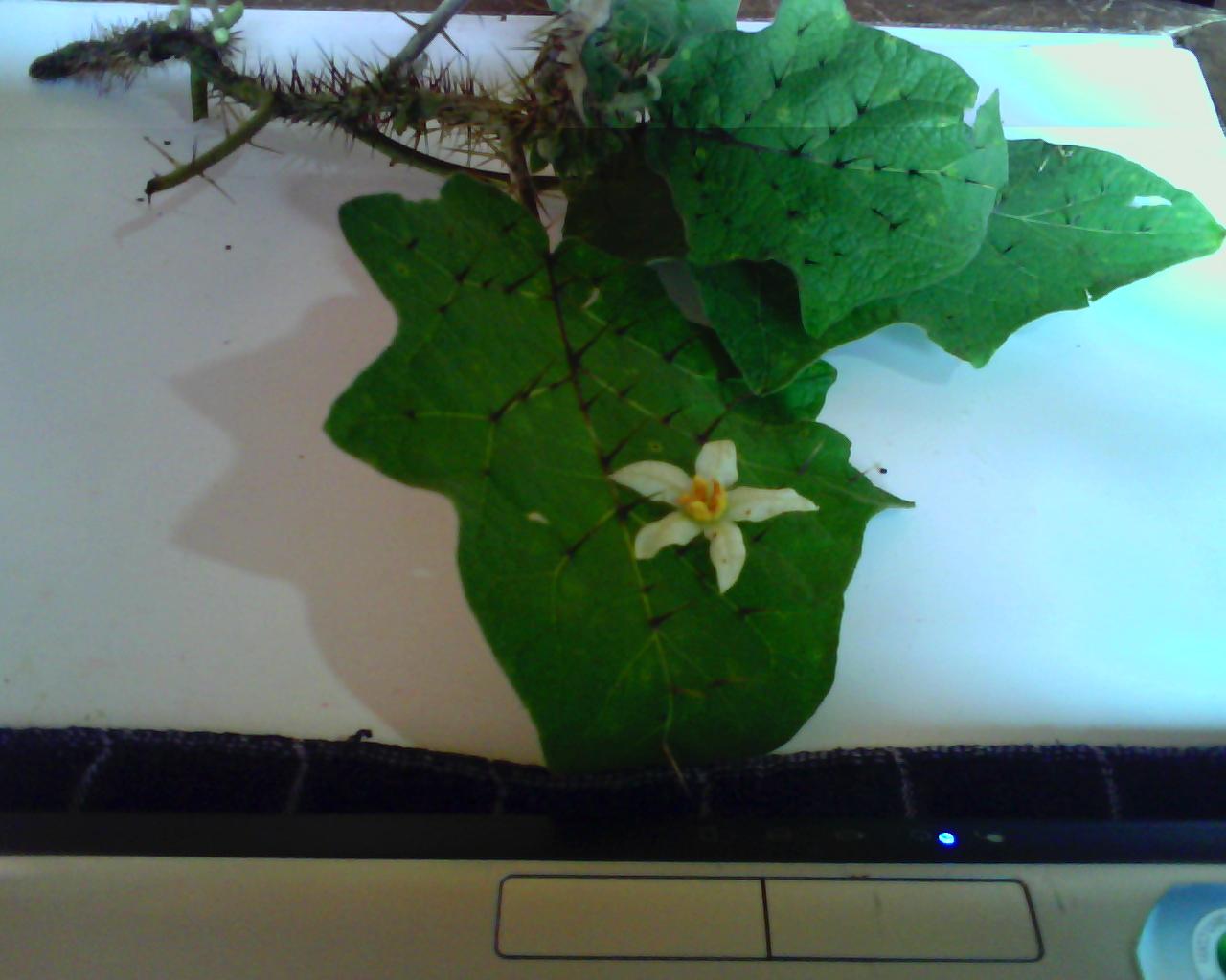 [Foto de planta, jardin, jardineria]