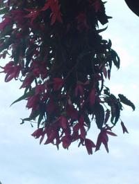 [Foto de planta, jardin, jardineria]
