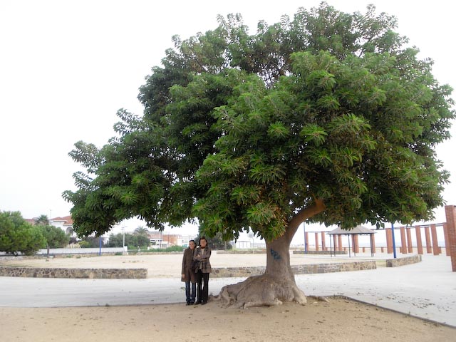 [Foto de planta, jardin, jardineria]