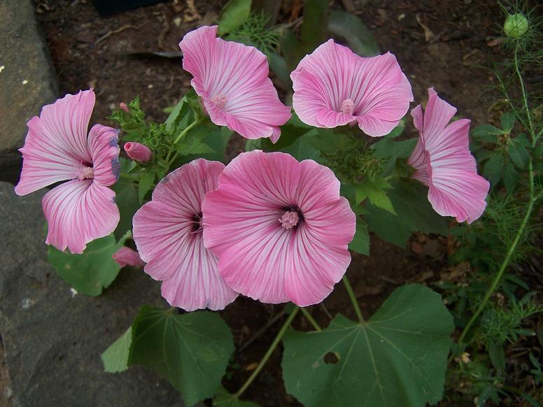 [Foto de planta, jardin, jardineria]