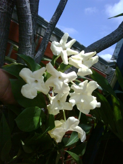 [Foto de planta, jardin, jardineria]