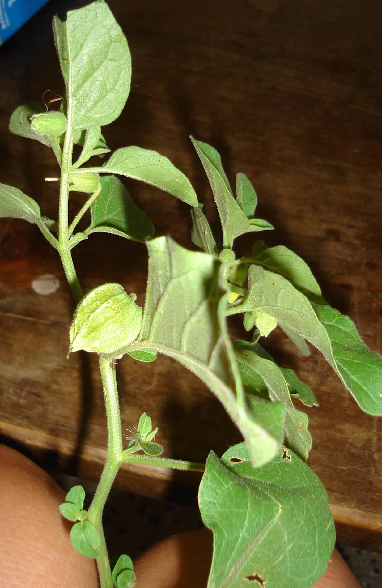 [Foto de planta, jardin, jardineria]