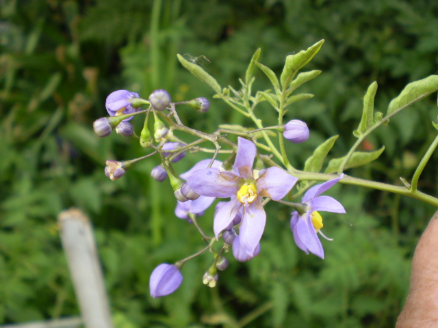 [Foto de planta, jardin, jardineria]