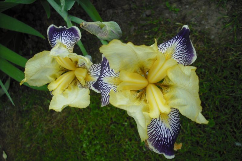 [Foto de planta, jardin, jardineria]