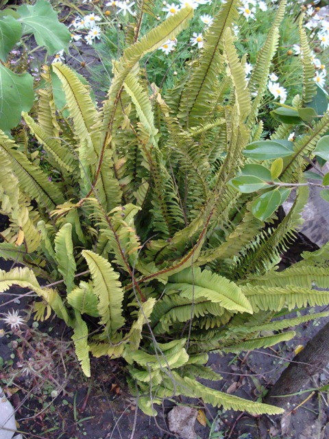 [Foto de planta, jardin, jardineria]