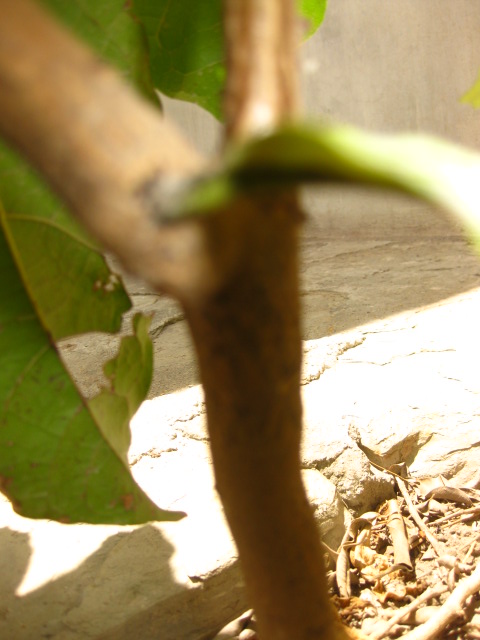 [Foto de planta, jardin, jardineria]