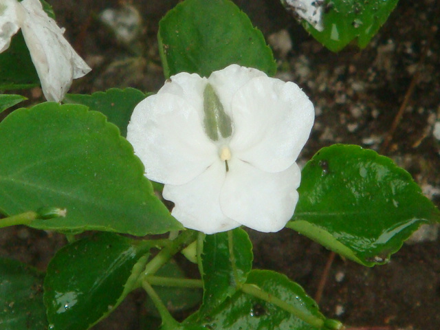 [Foto de planta, jardin, jardineria]