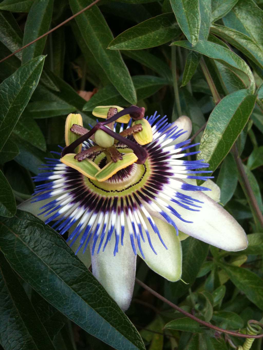 [Foto de planta, jardin, jardineria]